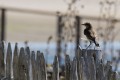 Petit oiseau sur des ganivelles La Faute sur Mer